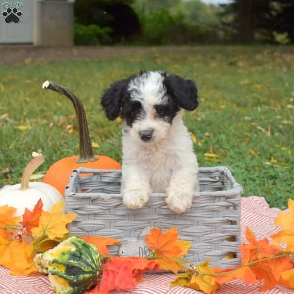 Pebbles, Miniature Poodle Mix Puppy