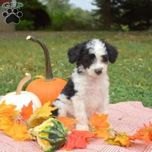 Pebbles, Miniature Poodle Mix Puppy