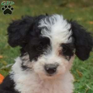 Pebbles, Miniature Poodle Mix Puppy