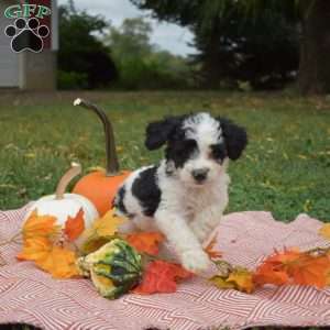 Pebbles, Miniature Poodle Mix Puppy