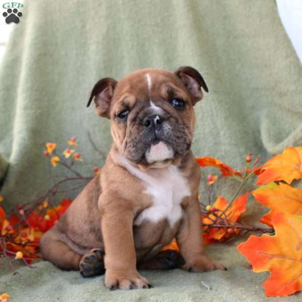 Pecan, English Bulldog Puppy