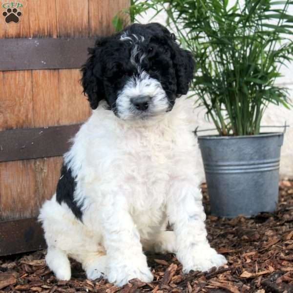 Pedro, Labradoodle Puppy