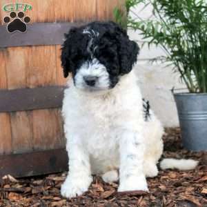 Pedro, Labradoodle Puppy