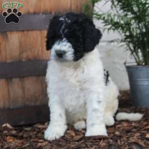 Pedro, Labradoodle Puppy