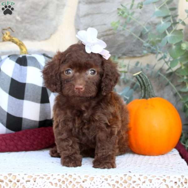 Peggy, Cockapoo Puppy