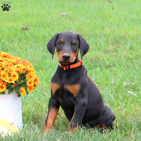 Penelope, Doberman Pinscher Puppy