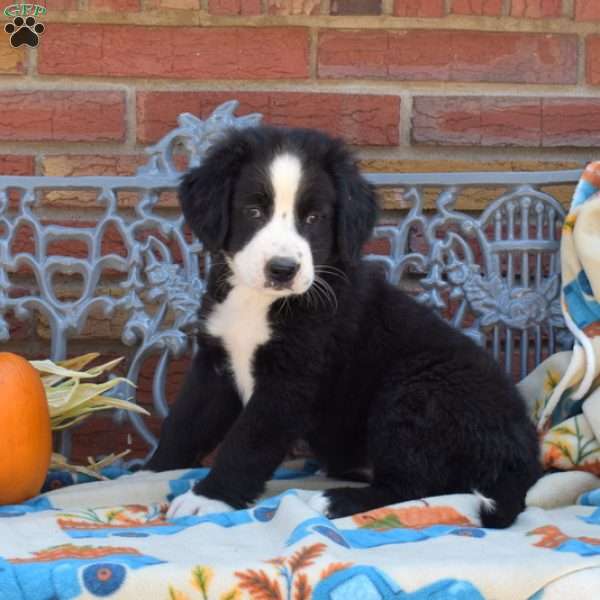 Penelope, Labernese Puppy