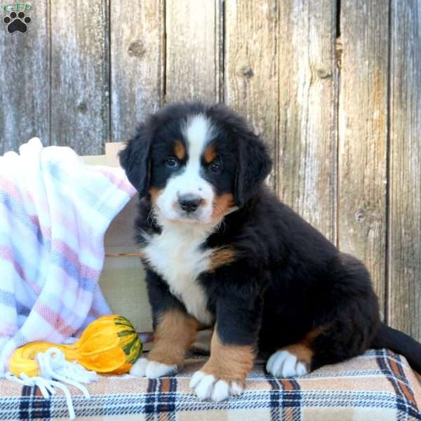 Penner, Bernese Mountain Dog Puppy