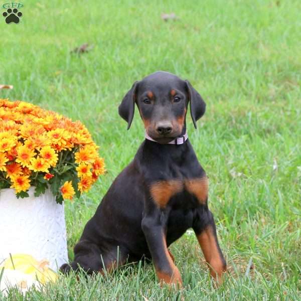 Penny, Doberman Pinscher Puppy