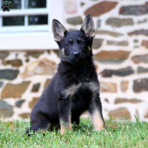 Penny, German Shepherd Puppy