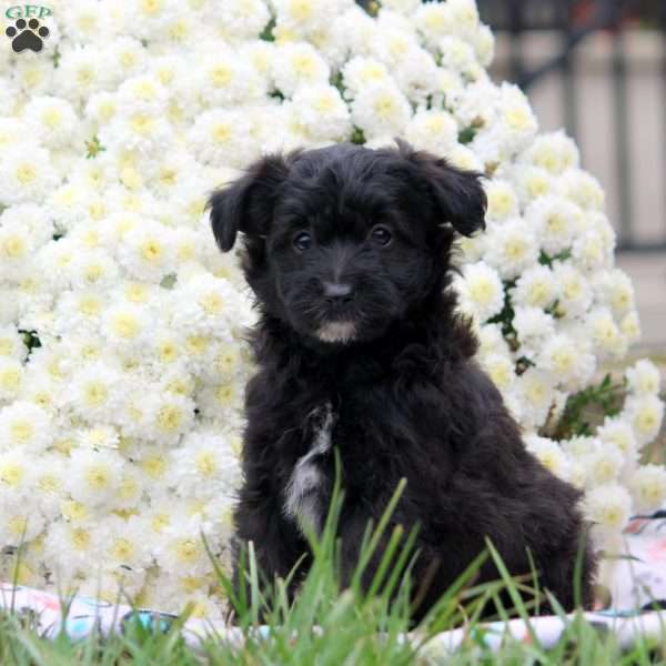 Pepper, Mini Aussiedoodle Puppy