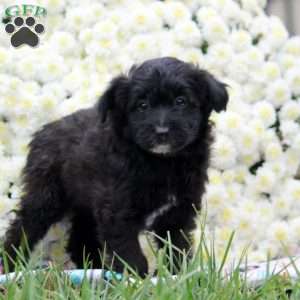 Pepper, Mini Aussiedoodle Puppy