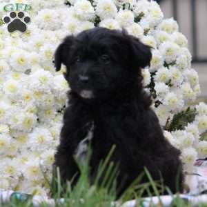 Pepper, Mini Aussiedoodle Puppy