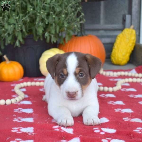 Pepper Jack, Jack Russell Terrier Puppy