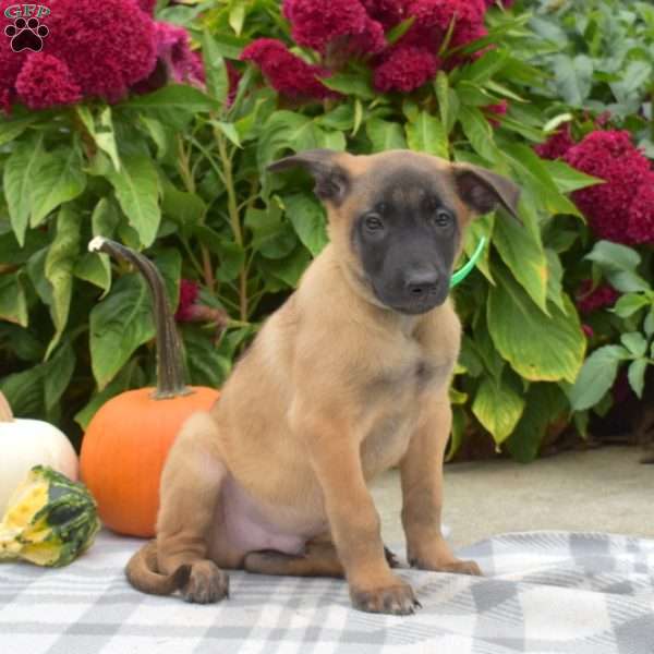 Pepper, Belgian Malinois Puppy