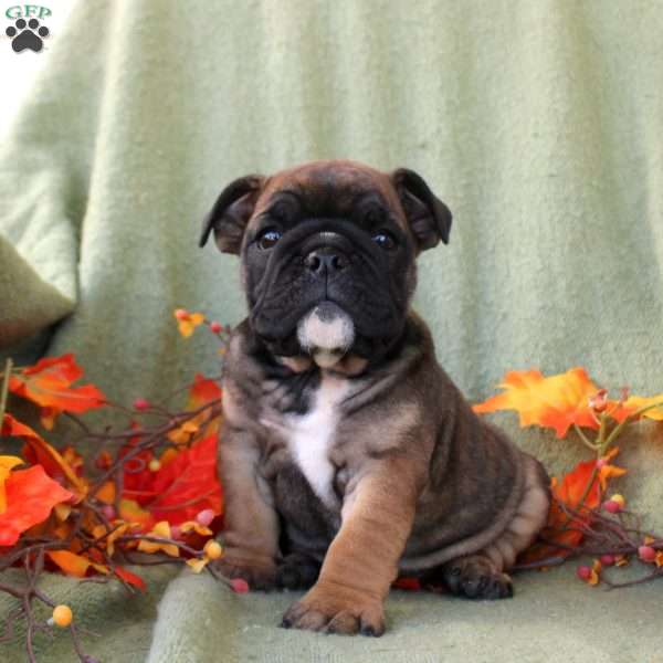 Pepper, English Bulldog Puppy