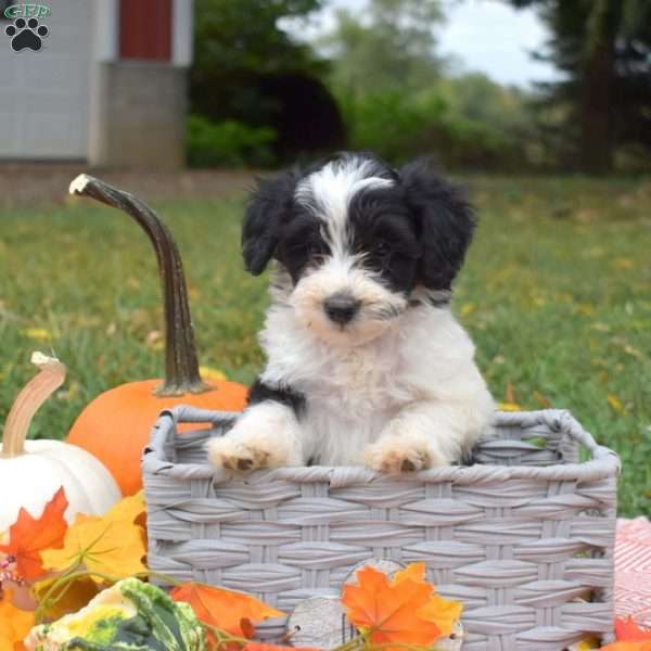 Peppercorn, Miniature Poodle Mix Puppy