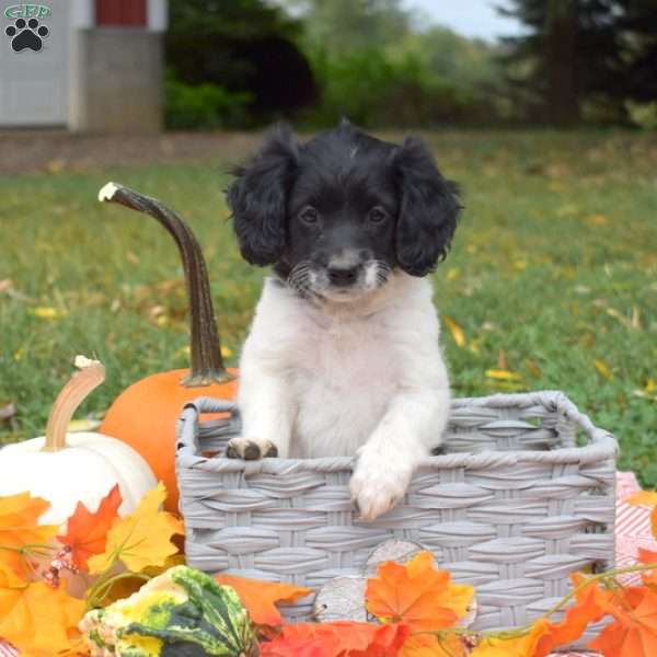 Peppermint, Miniature Poodle Mix Puppy