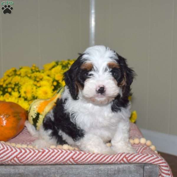 Peppermint, Cavapoo Puppy