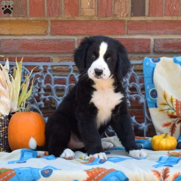 Peppermint, Labernese Puppy