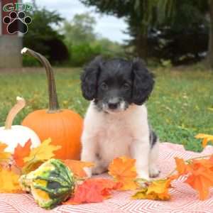 Peppermint, Miniature Poodle Mix Puppy