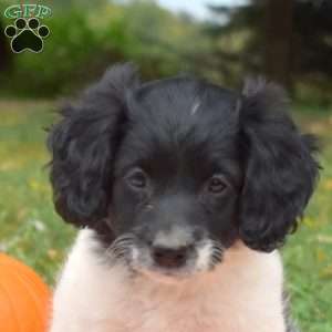 Peppermint, Miniature Poodle Mix Puppy