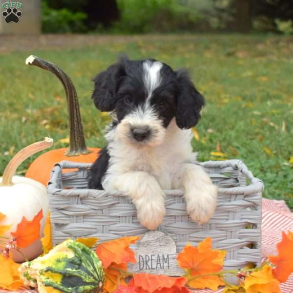 Percy, Miniature Poodle Mix Puppy