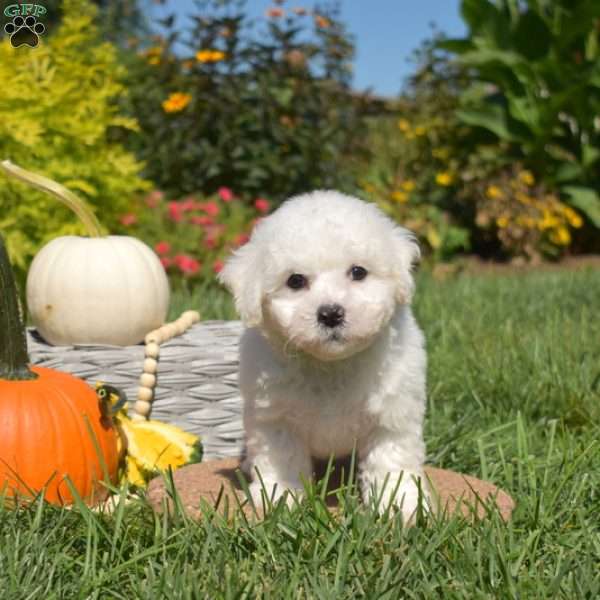 Percy, Bichon Frise Puppy