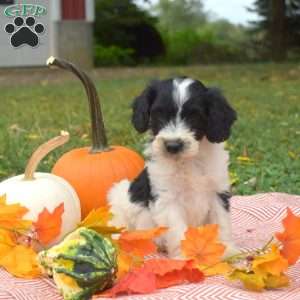 Percy, Miniature Poodle Mix Puppy