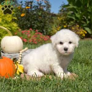 Percy, Bichon Frise Puppy