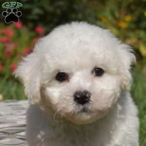 Percy, Bichon Frise Puppy