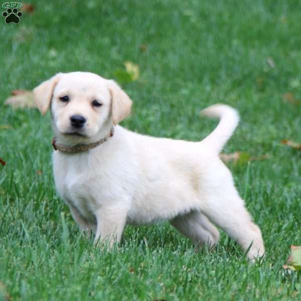 Petals, Yellow Labrador Retriever Puppy