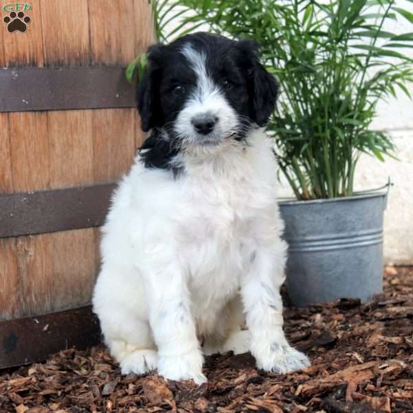 Peter, Labradoodle Puppy