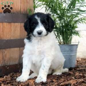 Peter, Labradoodle Puppy