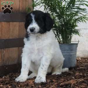 Peter, Labradoodle Puppy