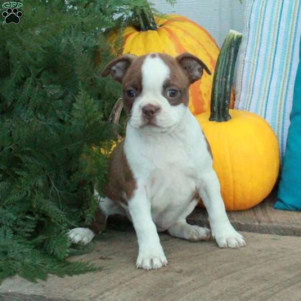 Petunia, Boston Terrier Puppy