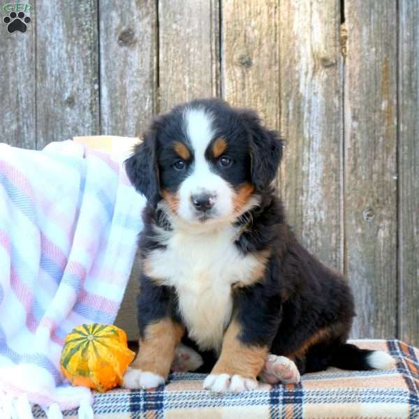 Peyton, Bernese Mountain Dog Puppy