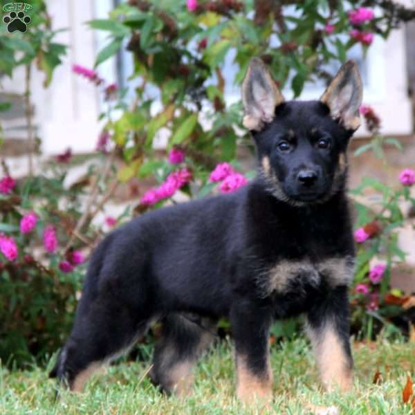 Peyton, German Shepherd Puppy