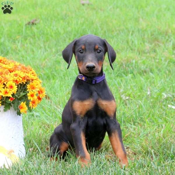 Pheobe, Doberman Pinscher Puppy