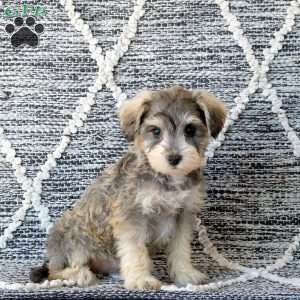 Pheobe, Mini Schnoodle Puppy