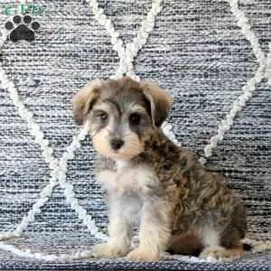 Pheobe, Mini Schnoodle Puppy