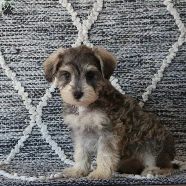 Pheobe, Mini Schnoodle Puppy