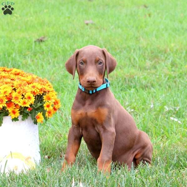 Pheonix, Doberman Pinscher Puppy