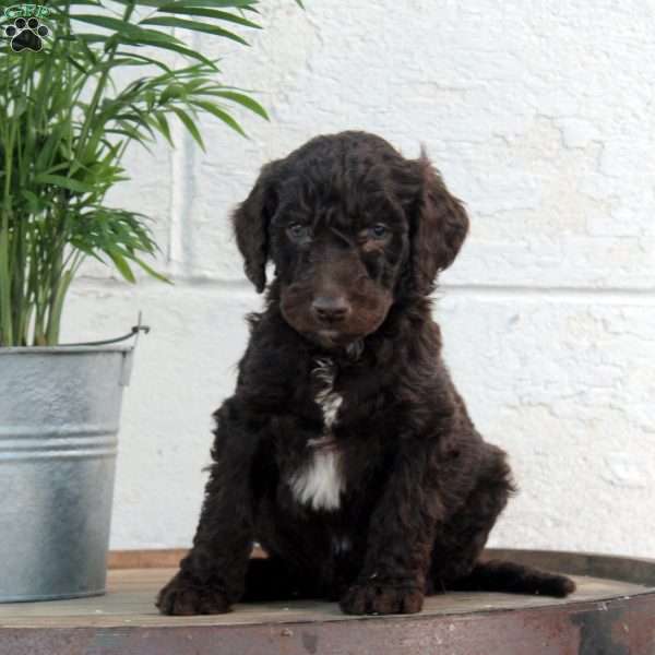 Phil, Labradoodle Puppy