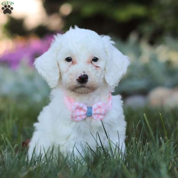 Phoebe, Mini Goldendoodle Puppy