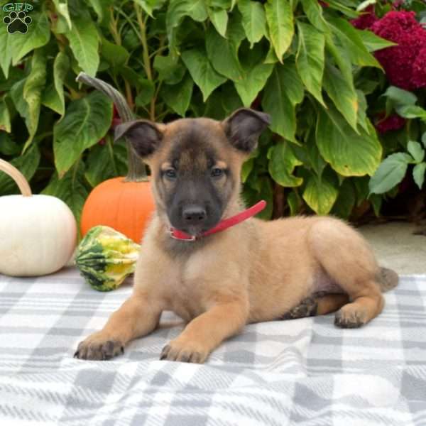 Phoenix, Belgian Malinois Puppy