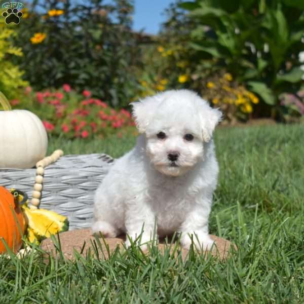 Pickles, Bichon Frise Puppy