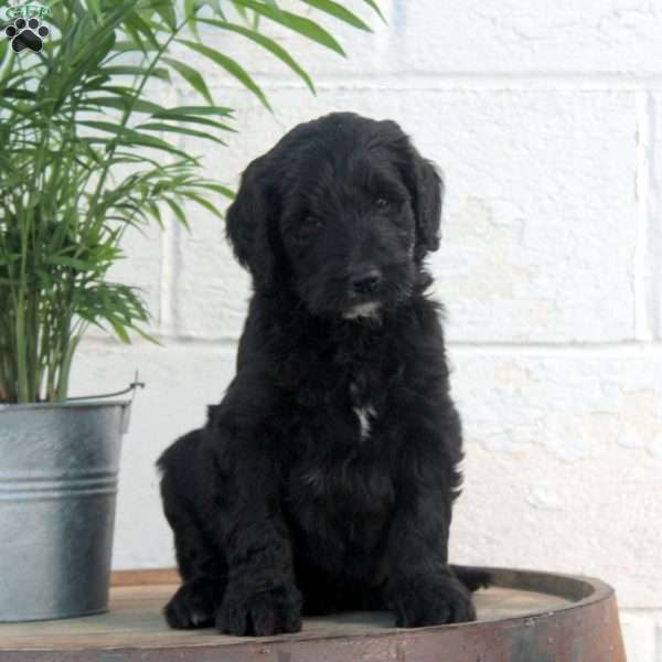 Pierce, Labradoodle Puppy