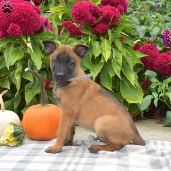 Pilot, Belgian Malinois Puppy