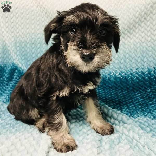 Pinky, Miniature Schnauzer Puppy